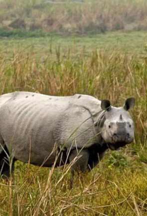 Assam Wildlife
