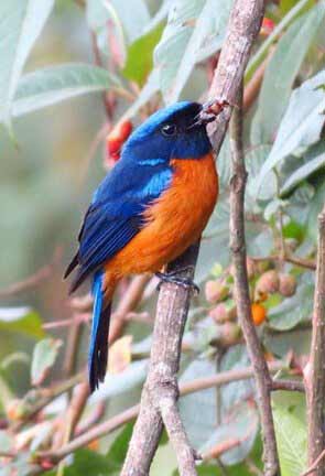 Bird Watching
