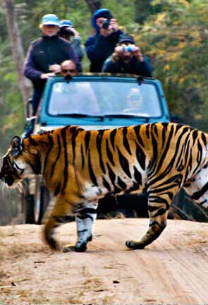 Wildlife India
