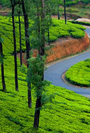 Munnar Hill Station
