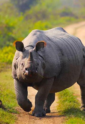 Wildlife Tourism