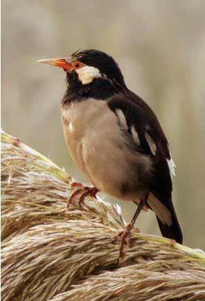 India Wildlife