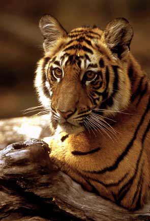 tour my india